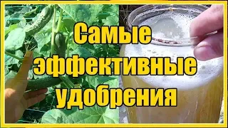 САМЫЕ ЭФФЕКТИВНЫЕ УДОБРЕНИЯ / ДЕЛАЙТЕ ПОДКОРМКИ ТОЛЬКО ТАК! ОРГАНИЧЕСКИЕ УДОБРЕНИЯ СВОИМИ РУКАМИ