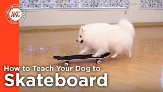 How to Teach Your Dog To Skateboard