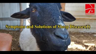 Symptoms and Solutions of Sheep Diseases(1)