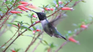 RUBY-THROATED HUMMINGBIRDS