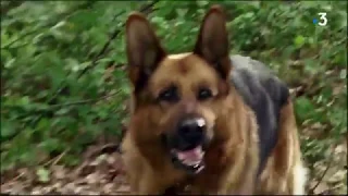 Serie Rex : Rex traps a dog to save Fabbri