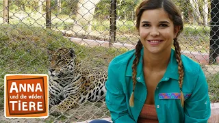 Die Raubkatzen von Brasilien | Reportage für Kinder| Anna und die wilden Tiere