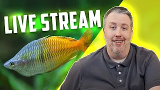 Wednesday Night Live Community Tank Questions Episode 291