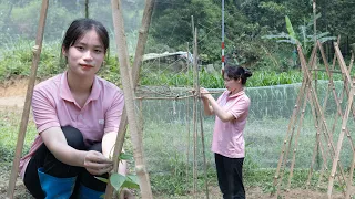 From the bamboo trees, I made a BEAN TRELLIS and planted more LUFFA PLANTS