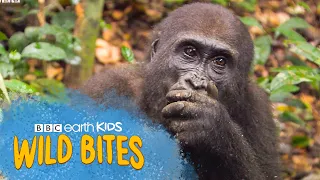 Gorillas are HIGHLY Intelligent! | Wild Bites | BBC Earth Kids