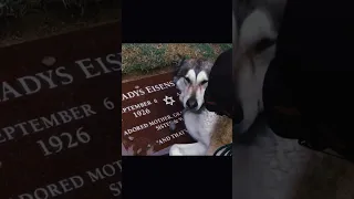 Dog crying at her owners grave😢