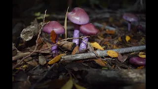 Documental sobre los hongos del Parque Nacional Nahuel Huapi