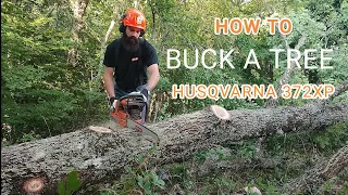 HOW TO BUCK A TREE BY AXEHOLE LOGGER _ HUSQVARNA 372XP _