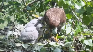 Common Buzzards (Tiszalök, Hungary) | Mom arrive to feed both babies | May 22, 2024