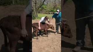 Calf Roping Practice