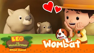 This CUTE animal has SQUARE POO POO?! 💩 | Wombat | Leo the Wildlife Ranger | #compilation