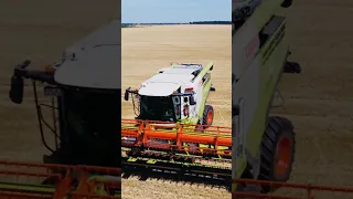 Claas Laxion 780 Ready to Harvesting #shorts #short #viral #grow #claas