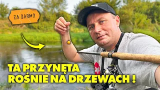 ŁOWIĘ na PRZYNĘTĘ którą MOŻNA MIEĆ ZA DARMO !