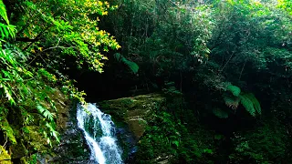 The Sound of Birds Singing in the Morning, Beautiful Water, Very Beautiful Stream Sound in the Deep