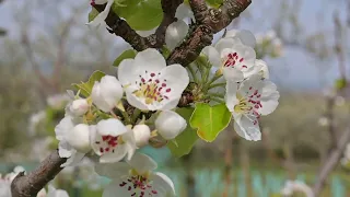 Jak ošetřuji jádroviny (jabloně, hrušně, ostatní stromy) v době květu a po odkvětu? Radkův sad
