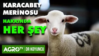 KARACABEY MERİNOS ÇİFTLİĞİ | DR. KOYUNCU