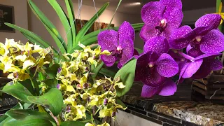 Короли и королевы марта 2021. Цветение орхидей. Да здравствуют наши орхи! 15 старожилов +6 новичков.