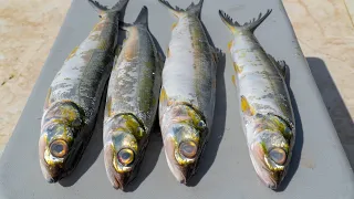 LADYFISH- Catch Clean Cook (Fish Ball Soup and Fish Fritters)