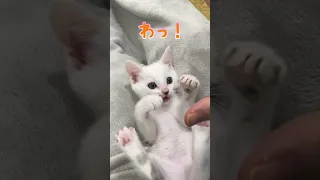 いないいないばぁ？が可愛い過ぎる子猫