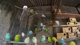 Budgie Sounds 2 hours 30 minutes (HQ) - Relaxed Parakeets - July-28-2019