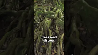 The Hidden Language of Trees 🌲 Unveiled