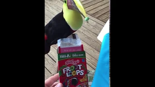 Lol: They Got A Toucan Eating Fruit Loops!