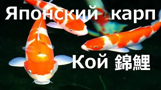 Японский карп кой/ Декаротивный карп кой/ Япония/ Золотой карп/錦鯉