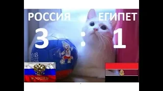 Как Кот-оракул Ахилл предсказал победу сборной России в матче против Египта