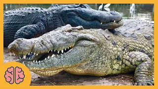 U čemu je razlika između krokodila i aligatora?