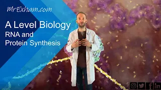 RNA and Protein Synthesis - A Level Biology