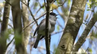 singing and ticking blackcap