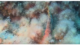 Wonderful underwater world  Europe part 7 Cudowny podwodny świat częsć 7 Europa