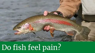 Do fish feel pain || Do fish feel pain when eaten alive || Do fish feel pain when hooked