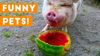 Funniest Pets & Animals of the Week Compilation July 2018 | Hilarious Try Not to Laugh Animals Fail