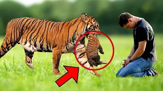 The Tigress Gave Her Cubs to This Man, Then He Did Something Unbelievable