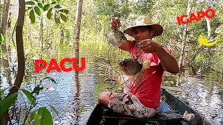 Pescando PACU de Malhadeira em Igapó no Amazonas