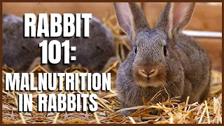 Rabbit 101: Malnutrition in Rabbits