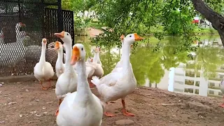 Duck 🦆 | Beautiful ducks in river front 🤩🦢 | #duck #ducks #youtubevideo #video #beautiful #cute