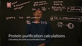 Protein purification calculations