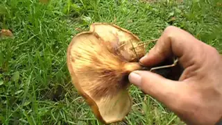 Внимание-опасный ядовитый гриб свинушка тонкая.