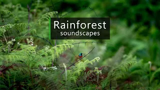 Jungle sounds - fascinating birdsong in the Congo rainforest