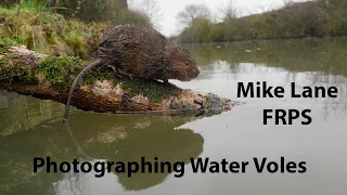 Photographing Water voles