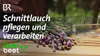 Schnittlauch pflegen und verarbeiten