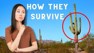 How Cactus Stay Hydrated in Desert Climates ?