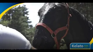 Hydration in your horse is important year round. Here's why and what makes a good electrolyte.