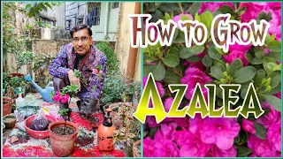 How to grow Azalea / / Its  Easy to Grow and Care Azalea