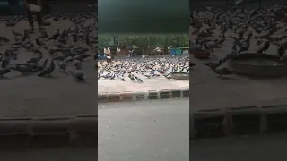 Crowd of pigeons