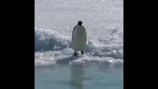 ПИНГВИН УПАЛ В ВОДУ🥺