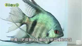 【嘉義中埔】神仙魚之戀 | 用心的產業 | 268 | #美麗心台灣