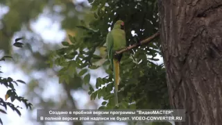 Попугай ожереловый в Баку